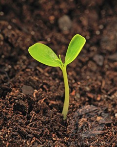 Plant sprouting from ground, close-up