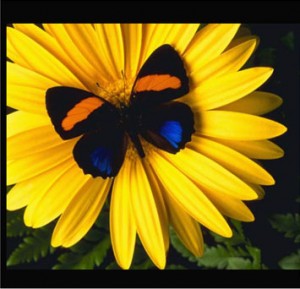 butterfly_flower
