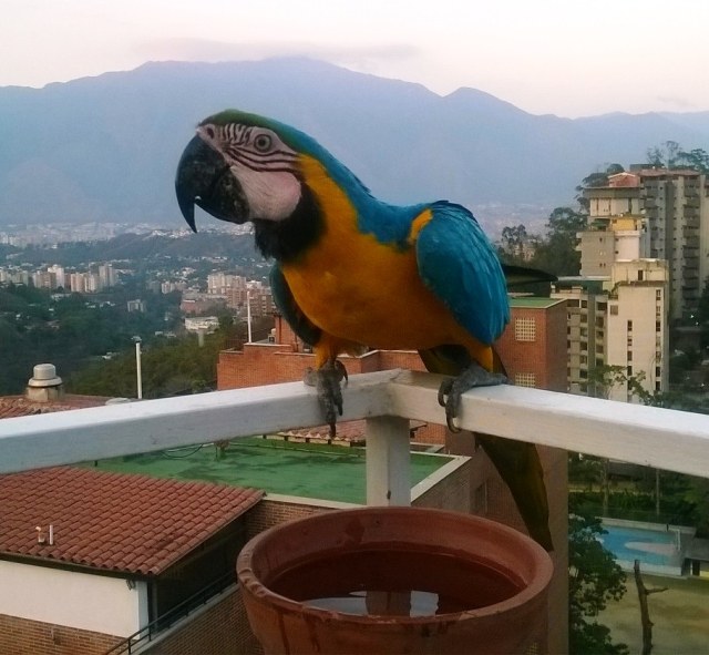 2016 02 Guacamayas 06